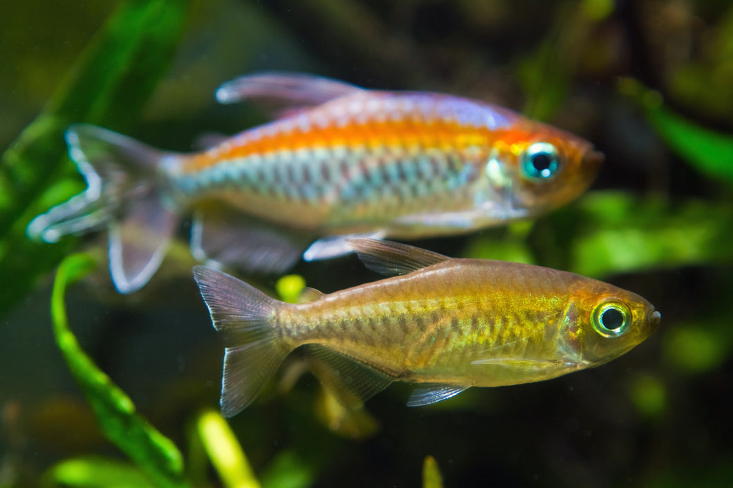 Congo Tetra