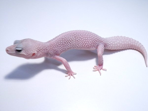 Leopard Gecko CB